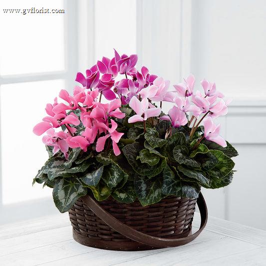 Mixed Cyclamen Planter –  Grass Valley Florist, Grass Valley CA