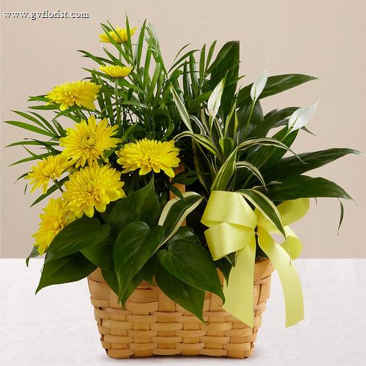 Loving Light Dishgarden –  Grass Valley Florist, Grass Valley CA