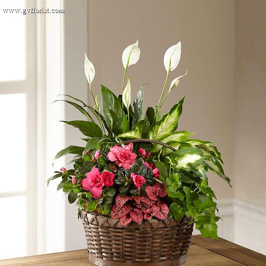 Dream in Pink Dishgarden –  Grass Valley Florist, Grass Valley CA