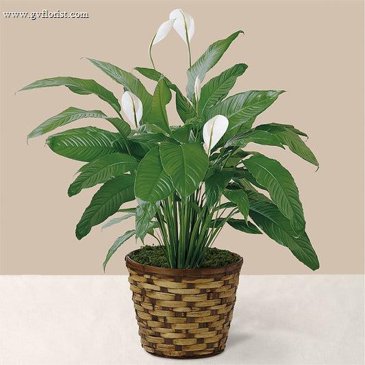 Tranquil Moments Peace Lily Plant –  Grass Valley Florist, Grass Valley CA
