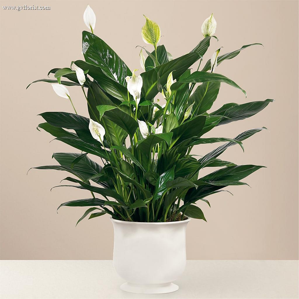Comfort Planter – Grass Valley Florist, Grass Valley CA