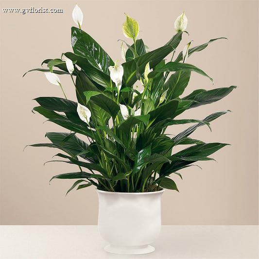 Comfort Planter –  Grass Valley Florist, Grass Valley CA