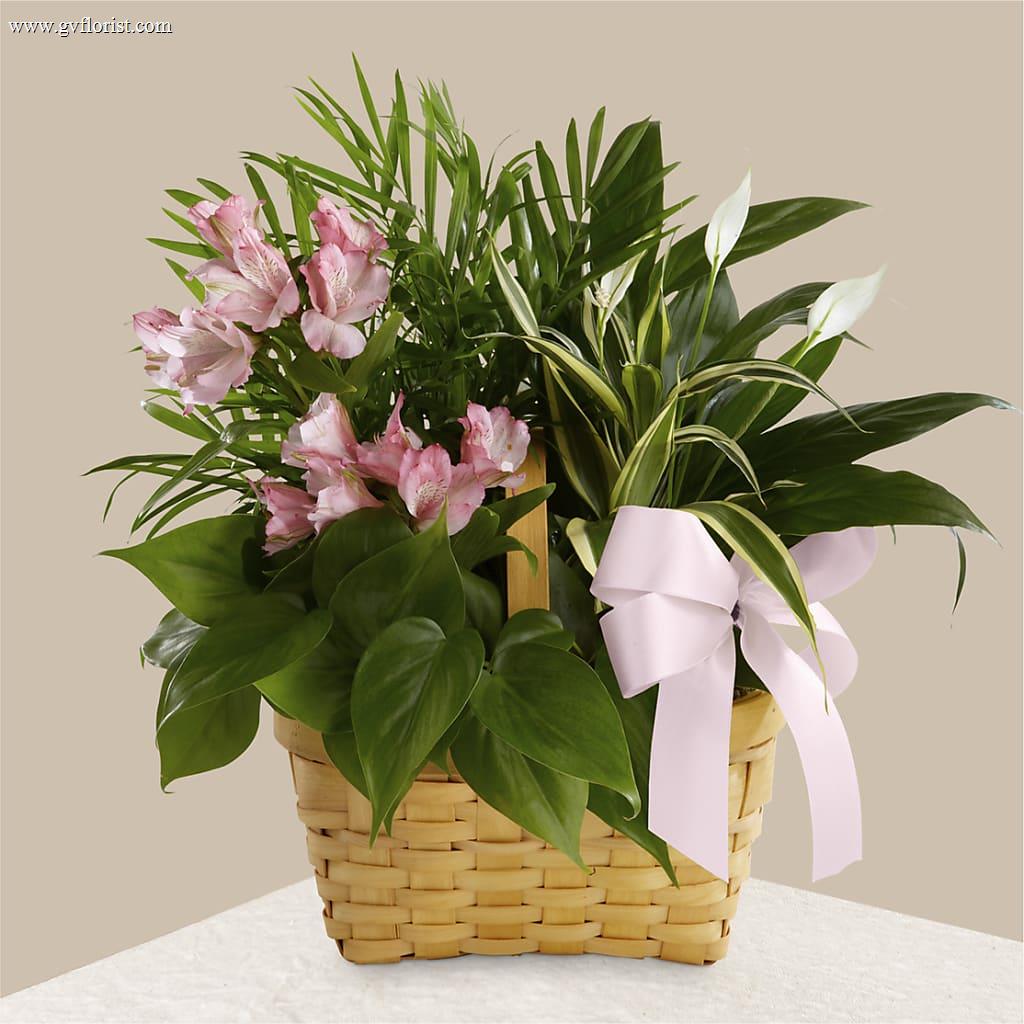 Living Spirit Dishgarden – Grass Valley Florist, Grass Valley CA