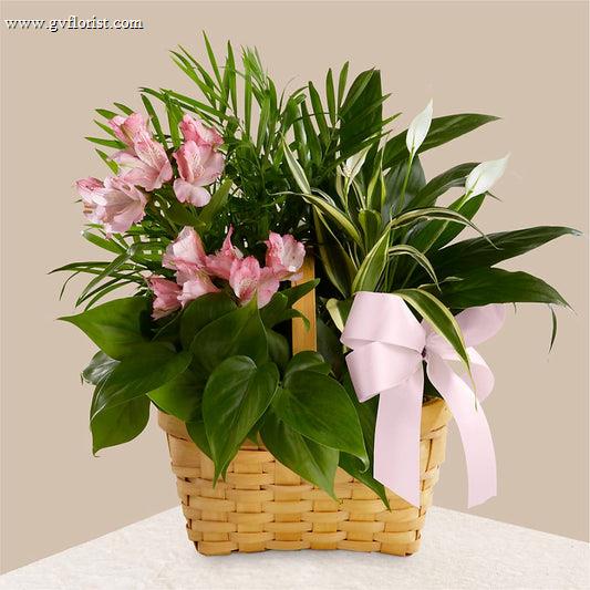 Living Spirit Dishgarden –  Grass Valley Florist, Grass Valley CA