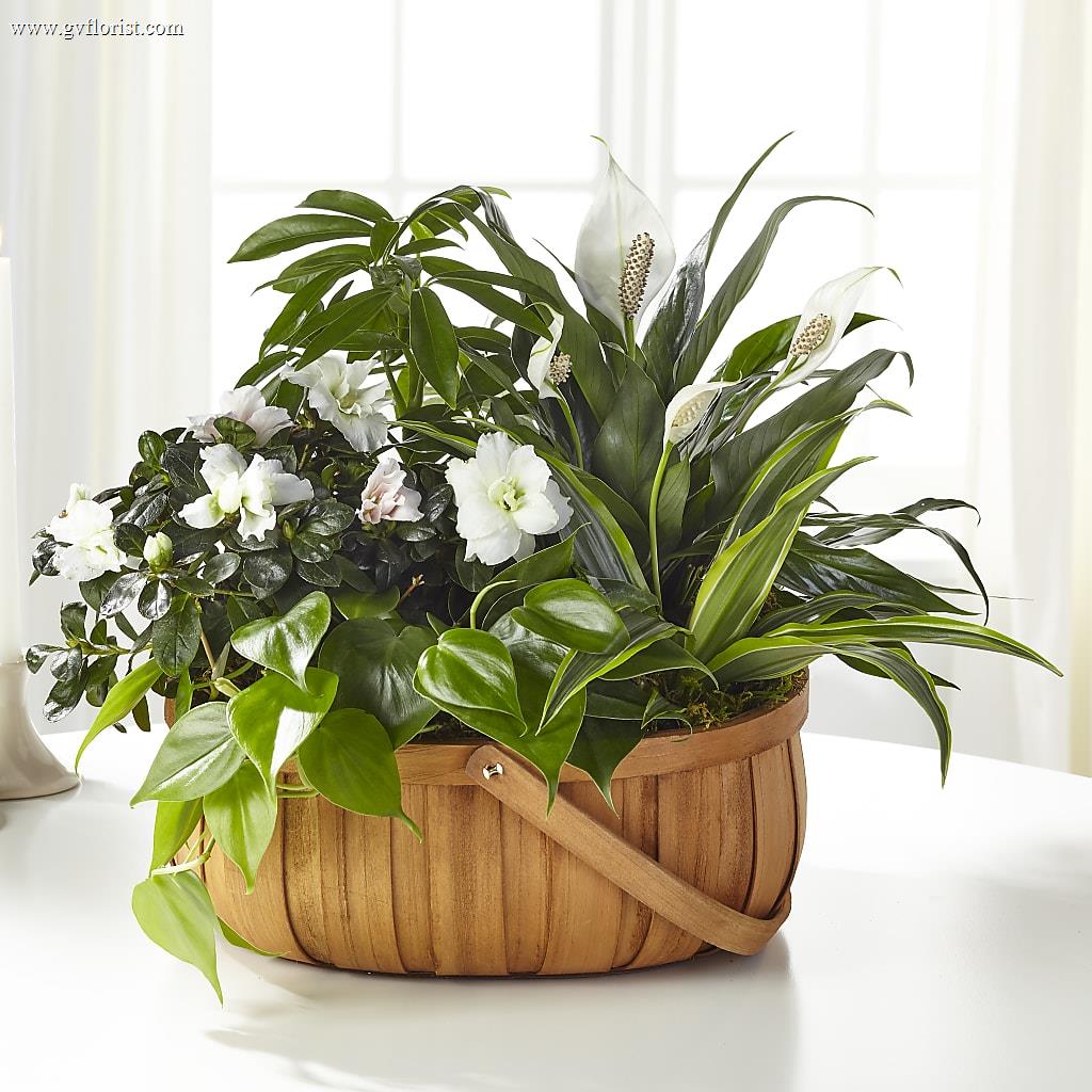 Serene Dishgarden – Grass Valley Florist, Grass Valley CA