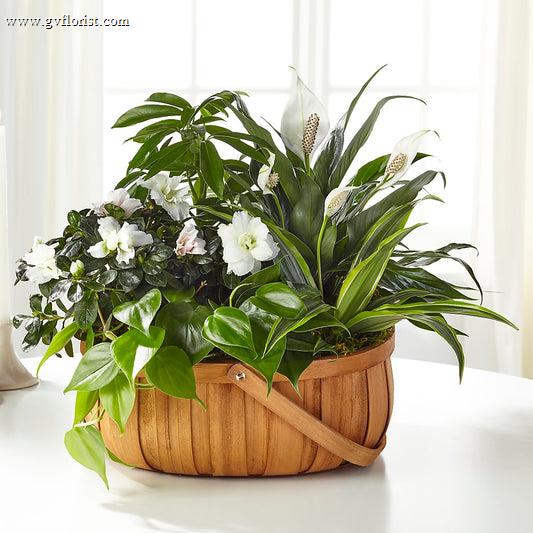 Serene Dishgarden –  Grass Valley Florist, Grass Valley CA