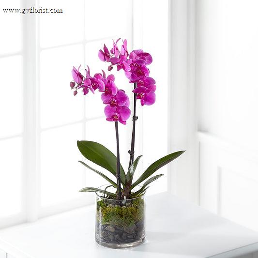 Pink Orchid Plant –  Grass Valley Florist, Grass Valley CA