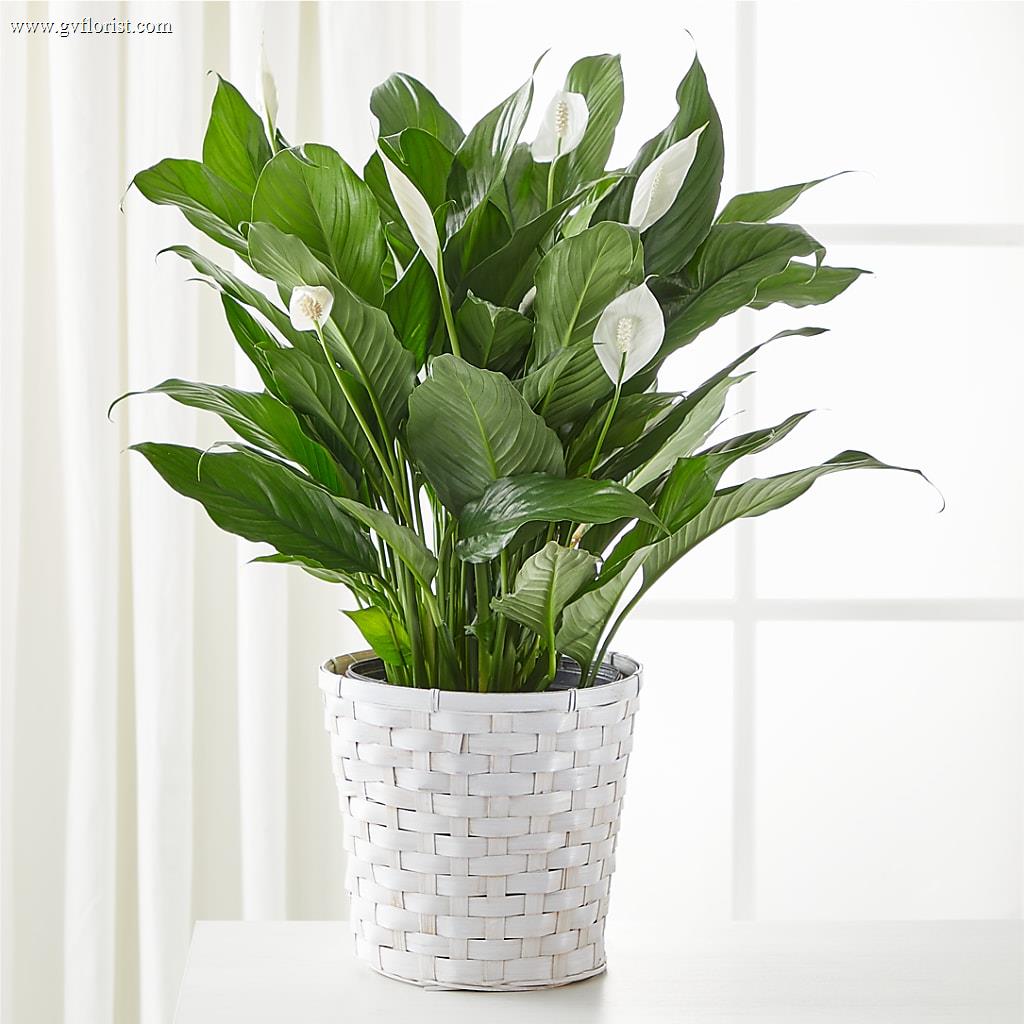 A New Leaf Peace Lily – Grass Valley Florist, Grass Valley CA