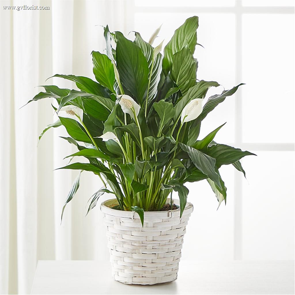 A New Leaf Peace Lily –  Grass Valley Florist, Grass Valley CA