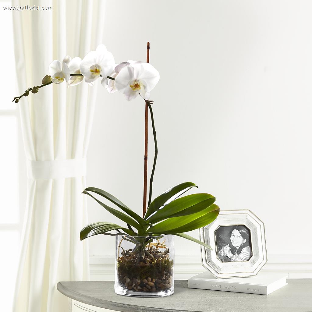 White Orchid Planter – Grass Valley Florist, Grass Valley CA