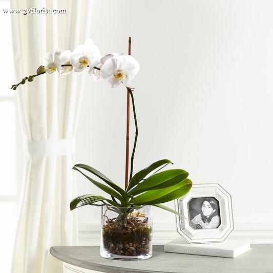 White Orchid Planter –  Grass Valley Florist, Grass Valley CA