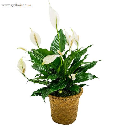 Peace Lily Basket - Small –  Grass Valley Florist, Grass Valley CA