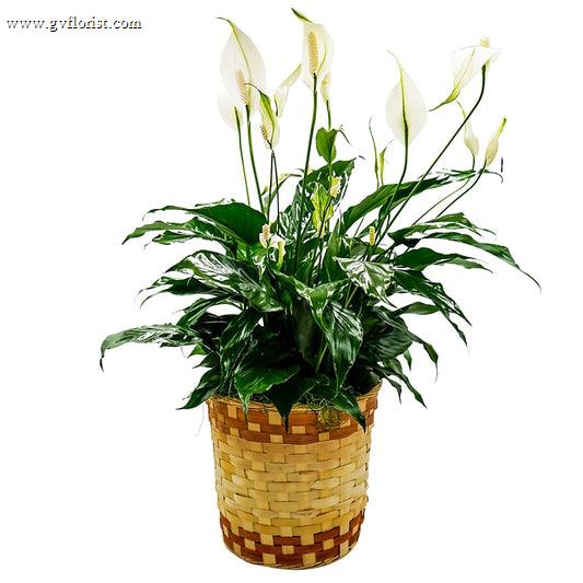 Peace Lily Basket - Medium –  Grass Valley Florist, Grass Valley CA