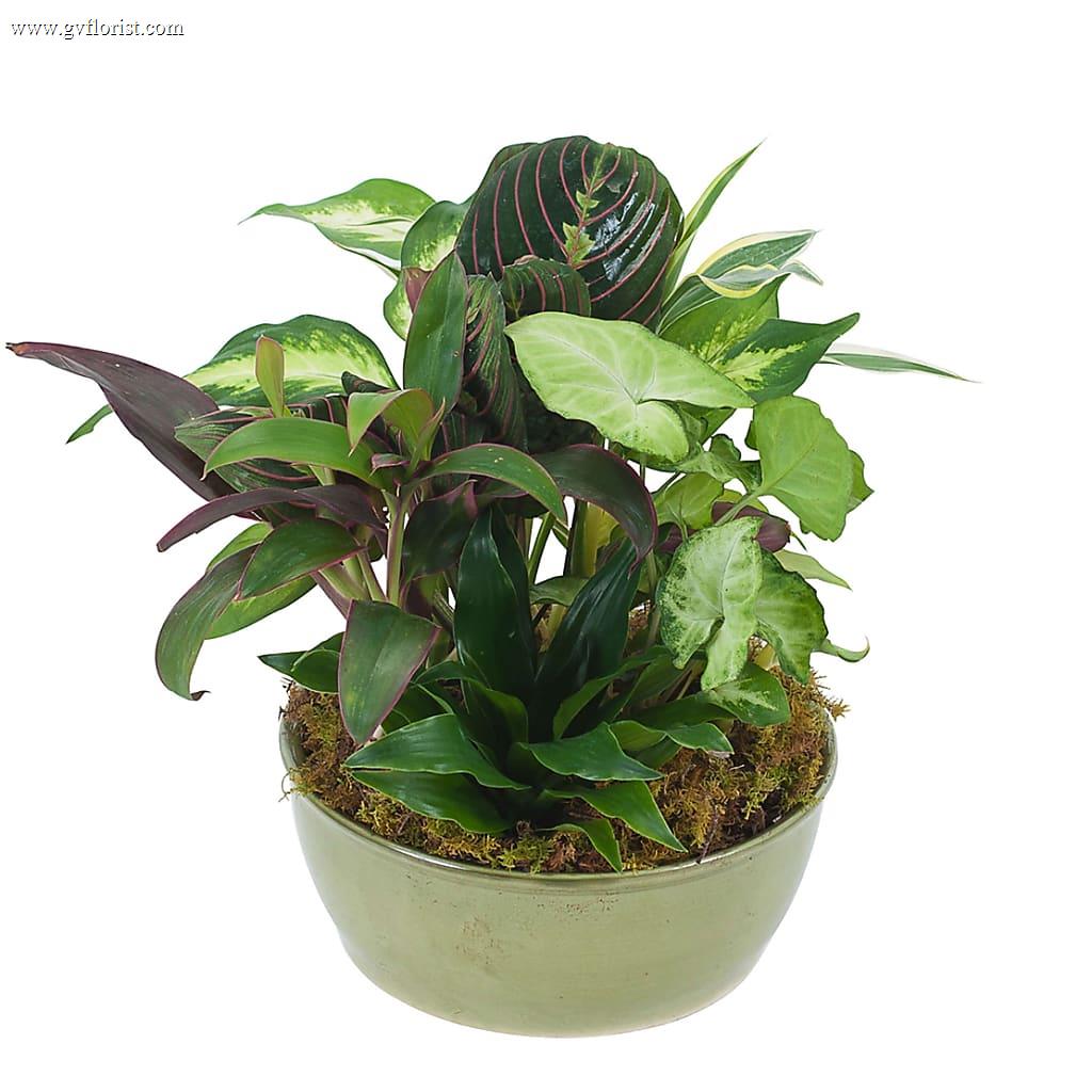 Small Dish Garden – Grass Valley Florist, Grass Valley CA