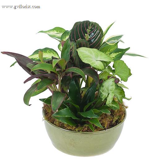 Small Dish Garden –  Grass Valley Florist, Grass Valley CA