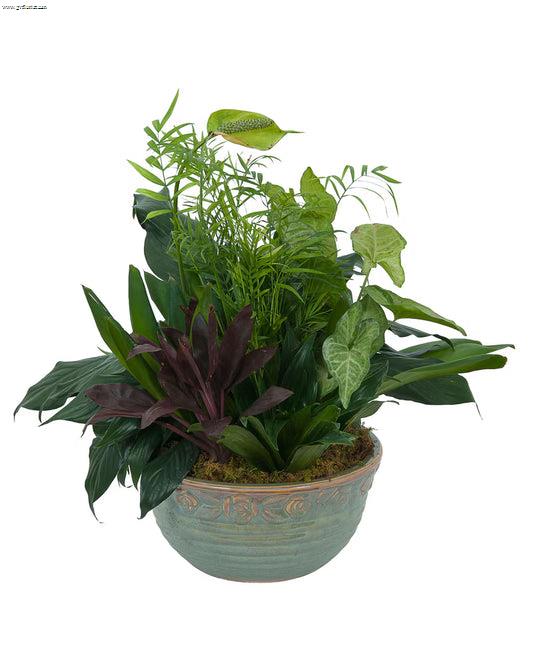 Medium Dish Garden –  Grass Valley Florist, Grass Valley CA
