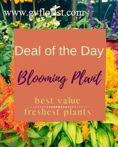 Blooming Plant Deal of the Day –  Grass Valley Florist, Grass Valley CA