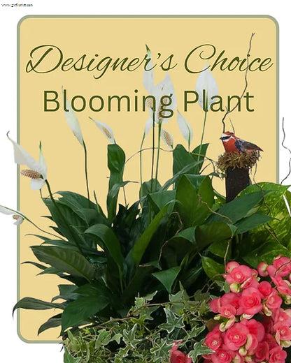 Blooming Plant Deal of the Day –  Grass Valley Florist, Grass Valley CA