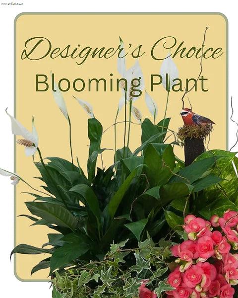 Blooming Plant Deal of the Day –  Grass Valley Florist, Grass Valley CA