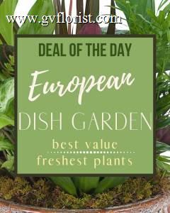 Deal of the Day - European Dish Garden –  Grass Valley Florist, Grass Valley CA