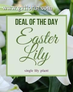 Easter Lily Plant –  Grass Valley Florist, Grass Valley CA