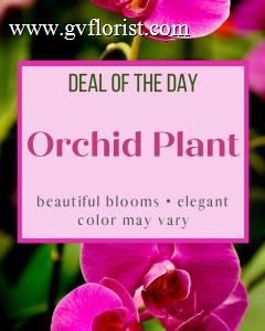Deal of the Day - Orchid Plant –  Grass Valley Florist, Grass Valley CA