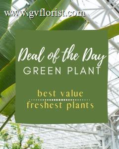 Green Plant Deal of the Day –  Grass Valley Florist, Grass Valley CA